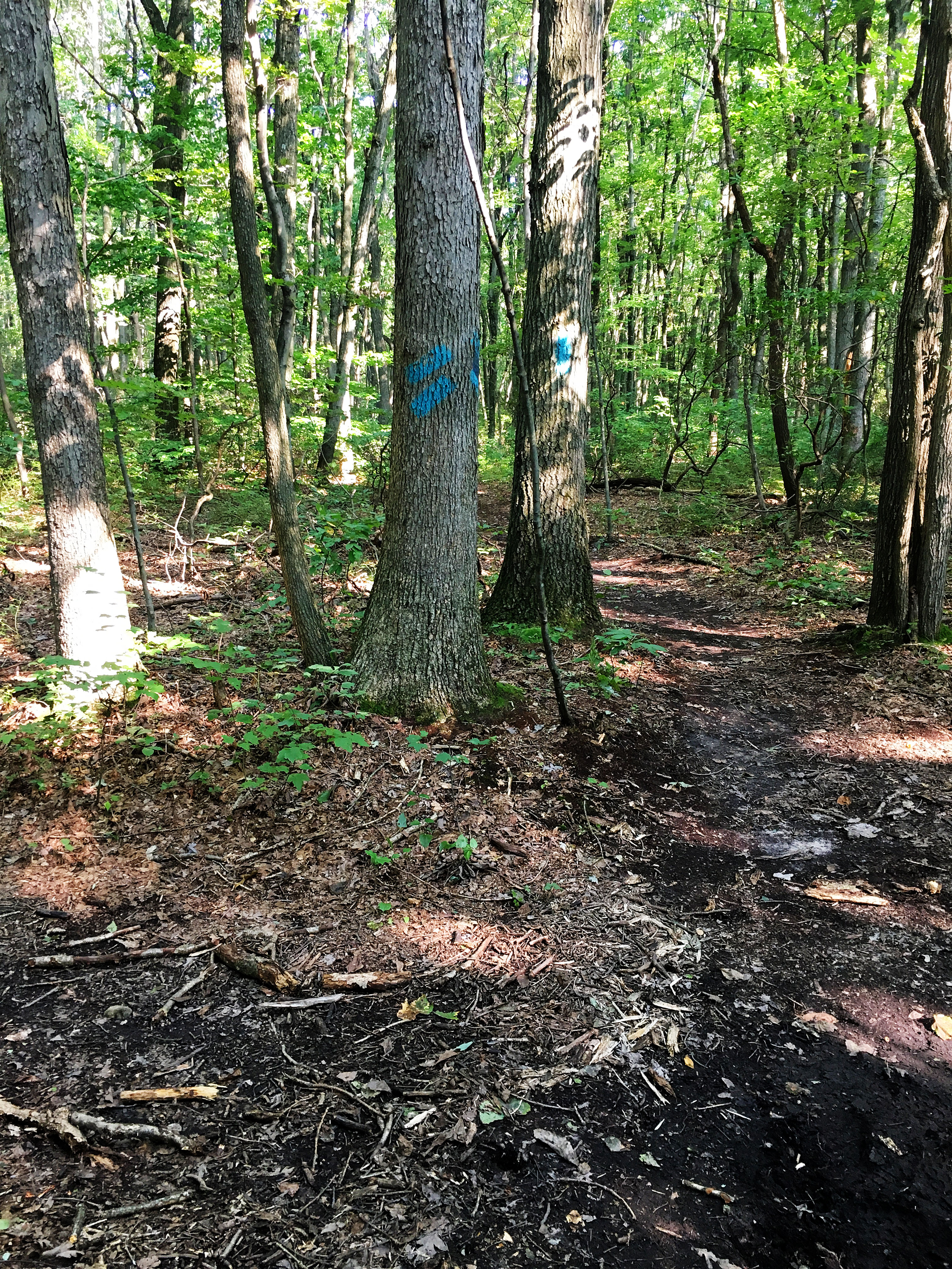 Counterclockwise Blue.jpg